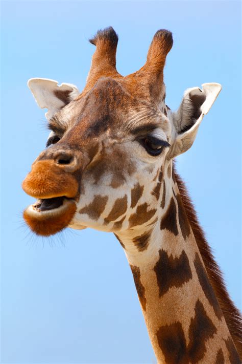 Giraffe Portrait Free Stock Photo - Public Domain Pictures