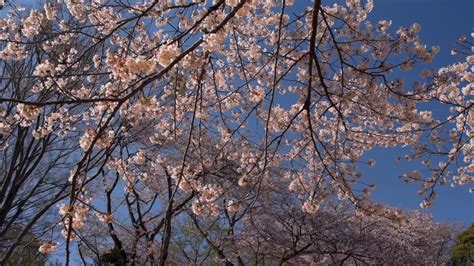 Cherry blossoms in a Japanese park 4700560 Stock Video at Vecteezy