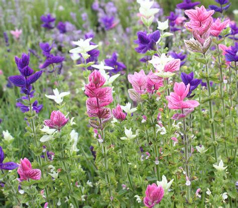 Salvia officinalis - Sage - Seeds