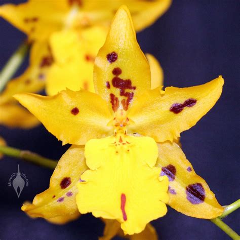 AboutOrchids » Blog Archive » Pacific Orchid Expo 2023 Is Coming!