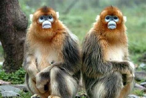 Top 10 Rare Animals in China