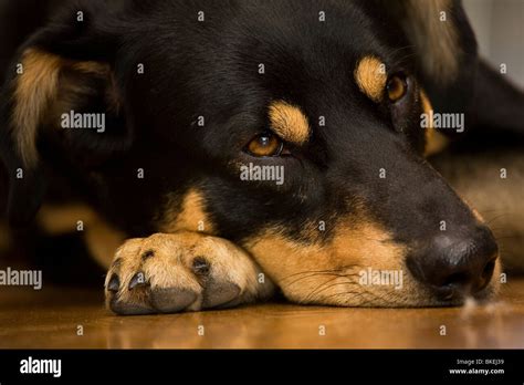 A dog rests its chin on its paw Stock Photo - Alamy