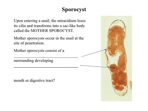 Trematode Life Cycles