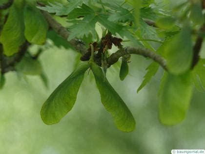 Maple Fruits and Seeds