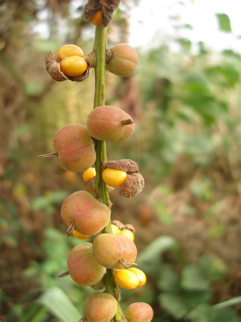 West African Plants - A Photo Guide - Alchornea cordifolia (Schumach ...