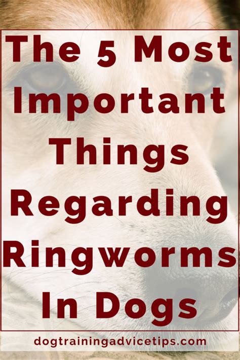 The 5 Most Important Things Regarding Ringworms In Dogs - Dog Training ...