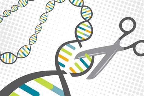 New Technique Enables Safer Gene-Editing Therapy Using CRISPR - UT News