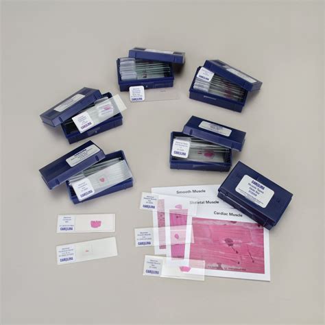 Tissue Types Microscope Slide Set | Carolina.com