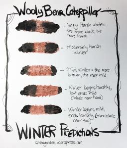 Weather Prognostication and the Wooly Bear Caterpillar | The Druid's Garden