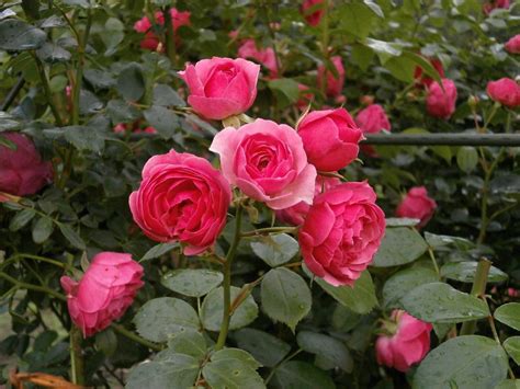 The Complete Miniature Roses Care Guide - Garden and Happy