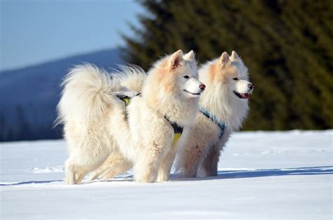 Is the Samoyed Hypoallergenic - www.SiberianSamoyed.com