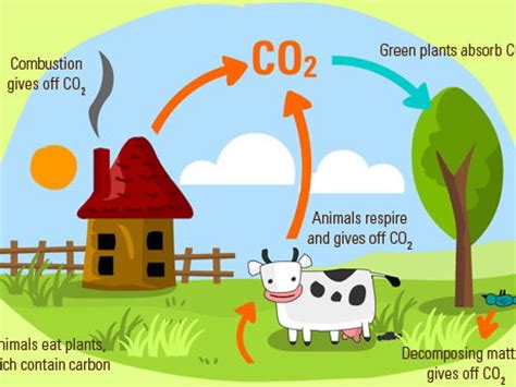 Carbon Cycle | Teaching Resources