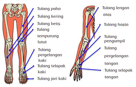 Fungsi Organ Gerak Manusia - IMAGESEE