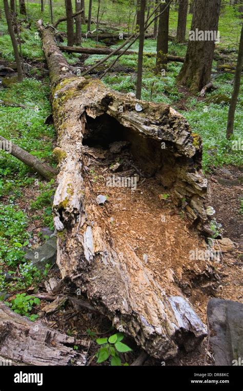 Hollow Log on the Forest Floor in the Great Smoky Mountains National ...