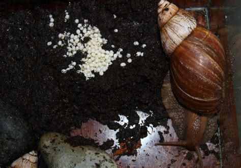 Breeding Nerite Snails - All Our Creatures