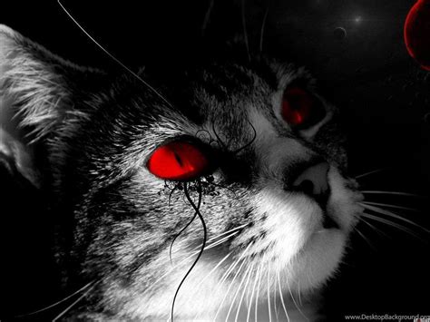 Black Cat Eyes Wallpapers - Top Free Black Cat Eyes Backgrounds ...