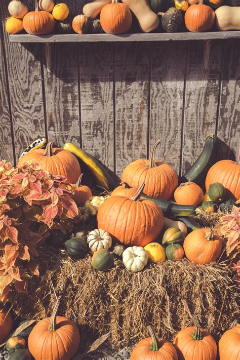 Fall Harvest Display Free Stock Photo - Public Domain Pictures