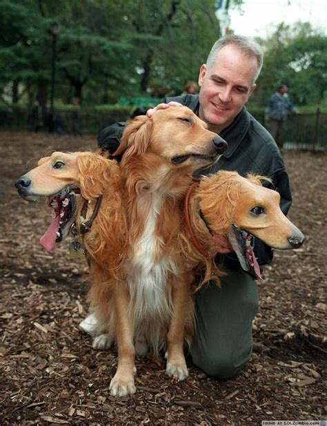 3 Headed Golden Retriever Halloween Costume | Pet halloween costumes, Golden retriever halloween ...