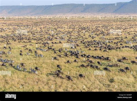 Large herd of Wildebeest and Zebra seen from a hot air ballon over the ...