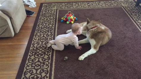 This Adorable Video of a Baby and a Husky Playing Will Make You Smile! - PETS HAPPINESS