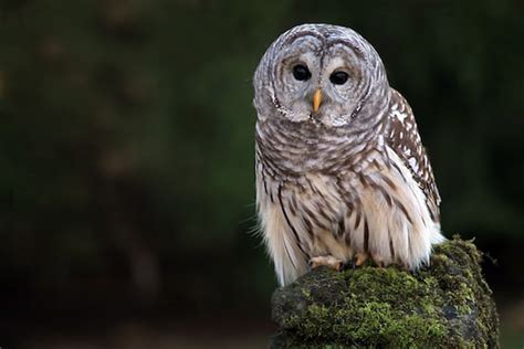 Barred Owl - Owl Facts and Information