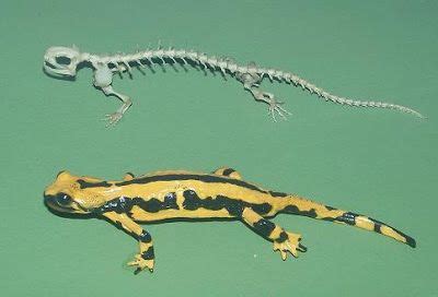 Salamander reference. Skeleton and skin of salamander. | Salamander ...