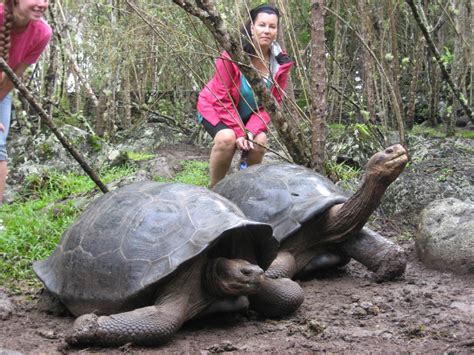 Galapagos Islands-Home of the Giant Galapagos Tortoise Breeding Center - Maddalena Environmental Inc