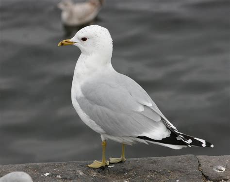 A life at the shoreline. .. by Jeff Copner : Common Gull at Nimmos