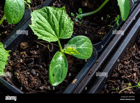 Cucumber seedlings in plastic pots with potting soil. Plants formed a ...