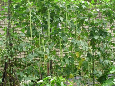 Pin on vegetable garden