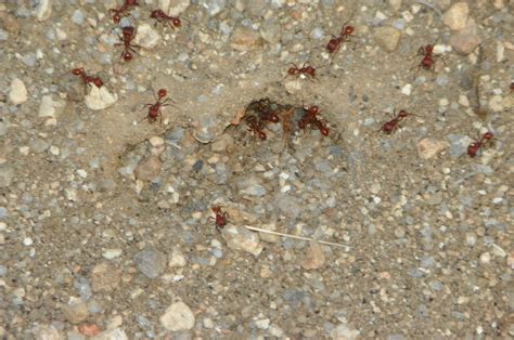 Red Ants Free Photo Download | FreeImages