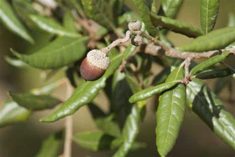 This! 36+ Hidden Facts of Florida Oak Tree Identification? Pictures will help you they are ...