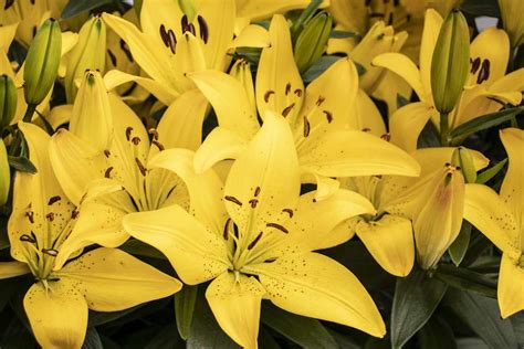 Stargazer Lily Meaning & Symbolism: 5 Important Interpretations ...