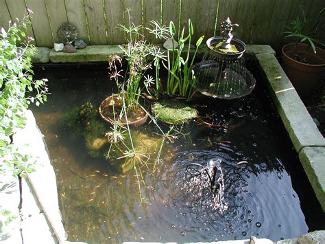 Minnow Pond with Papyrus, Purple Pickerel and Water Lily | Water lily ...