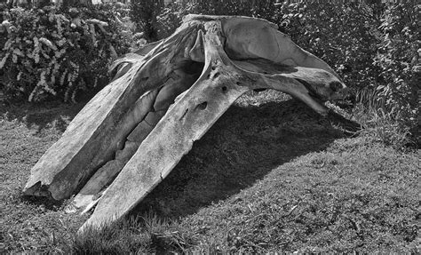 Bowhead Whale Skull Monochrome Photograph by Cathy Mahnke | Fine Art ...