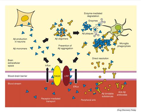 Figure 1 from Clearance of amyloid-beta in Alzheimer's disease: progress, problems and ...