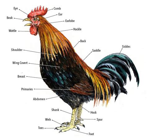 Wattle? Sickles? Hackle? Hock? Brush up on your chicken anatomy with ...