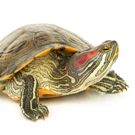 Where To Buy Red Eared Slider Turtles Near Me?