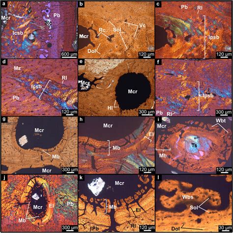 Medullary bone-like and other special secondary tissues found in other... | Download Scientific ...