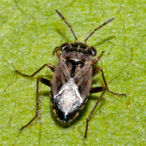 Small Fast Big-eyed Bug - Geocoris bullatus - BugGuide.Net