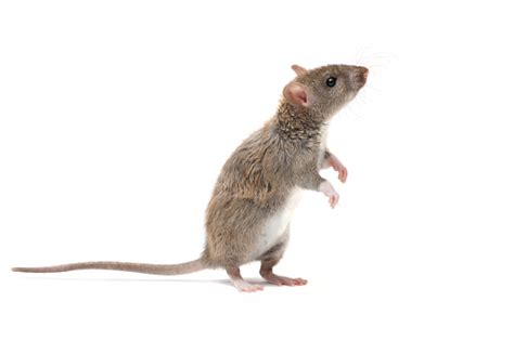 Closeup Young Rat Stands On Its Hind Legs And Looking Up Isolated On ...