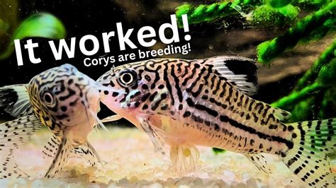 Unbelievable Results of Cory breeding project: Cory eggs & fry! - YouTube