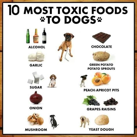 Food toxic to dogs | Pet Safety | Pinterest | Discover more ideas about ...