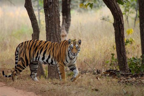 Bandhavgarh National Park: The Complete Guide