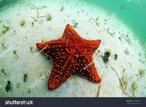 Red Starfish In Its Natural Habitat In Tropical Ocean Stock Photo 104508413 : Shutterstock