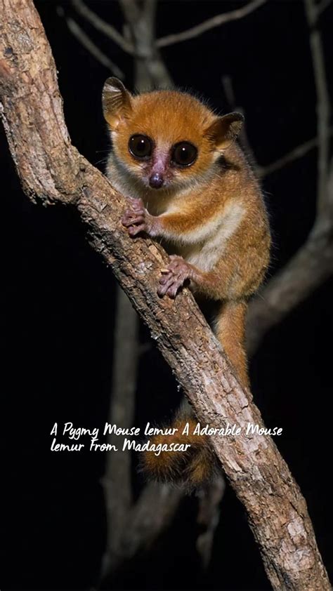 Pygmy mouse lemur – Artofit