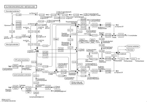 Glycerophospholipid ~ Detailed Information | Photos | Videos