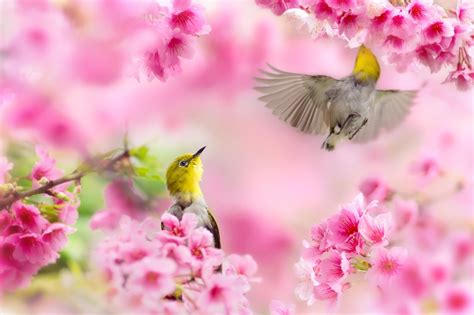 Spring Bird Desktop Wallpaper (81+ images)