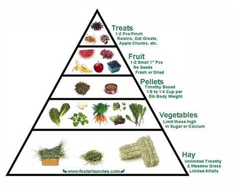 ! RABBIT IN THE WEB !: Rabbit's Food Pyramid