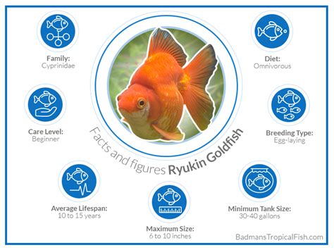 Ryukin Goldfish Tank